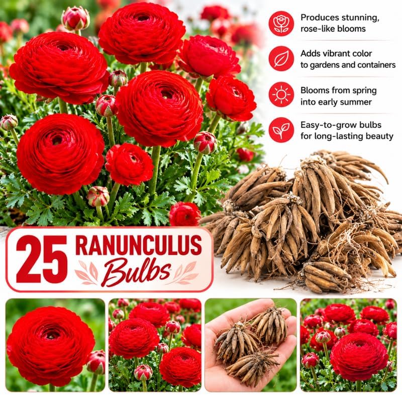 25 Red Ranunculus Bulbs, Perennial Flower Corm to Grow - Image 3