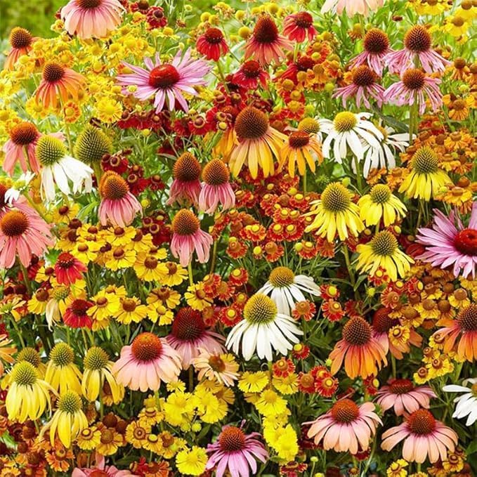 285+ Echinacea Coneflower Seeds for Planting Outdoor Drought-Tolerant Perennial Native Wildflower Seeds for Natural Gardens - Image 2