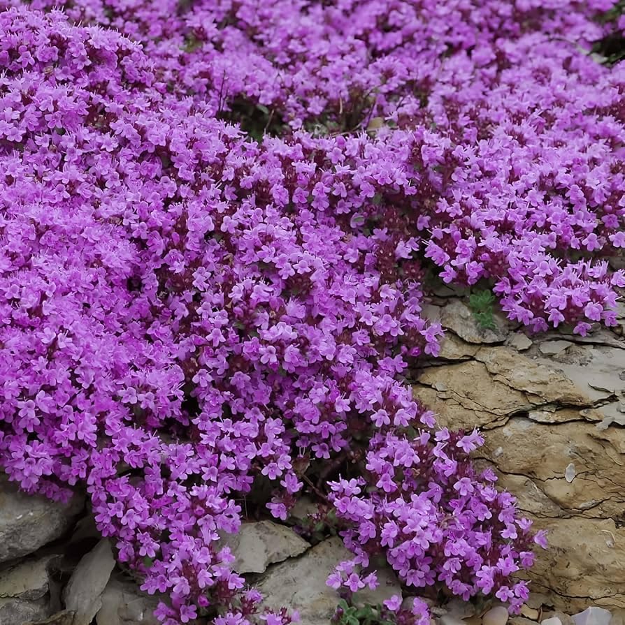 Purple Creeping Thyme Seeds 7000+ Seeds, Thyme Seeds for Planting, Creeping Thyme Seeds Ground Cover, Perennial Ground Cover Seeds, Drought Tolerant Creeping Thyme for Garden Lawn Walkway Rock Garden - Image 4
