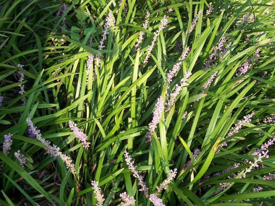 Creeping Lily Turf, 50 Bare Root Plants - Image 4