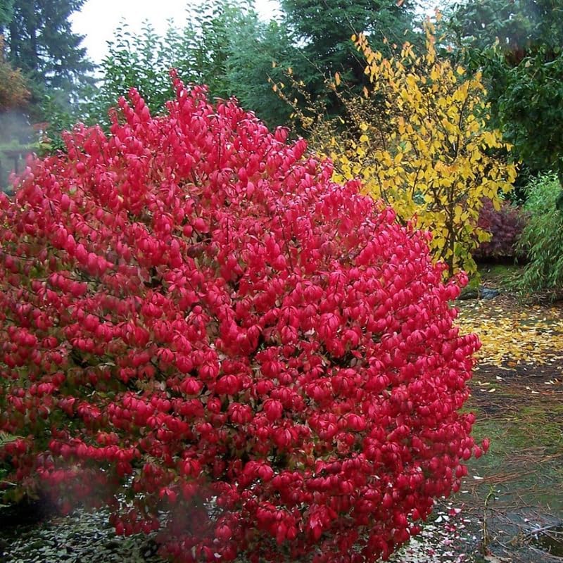 Dwarf Red Burning Bush Live Plant, Fall Color Shrub, 4 Inch Pot - Image 6