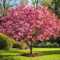 Double Pink Cherry Tree Live Plant by GINGERGLOW