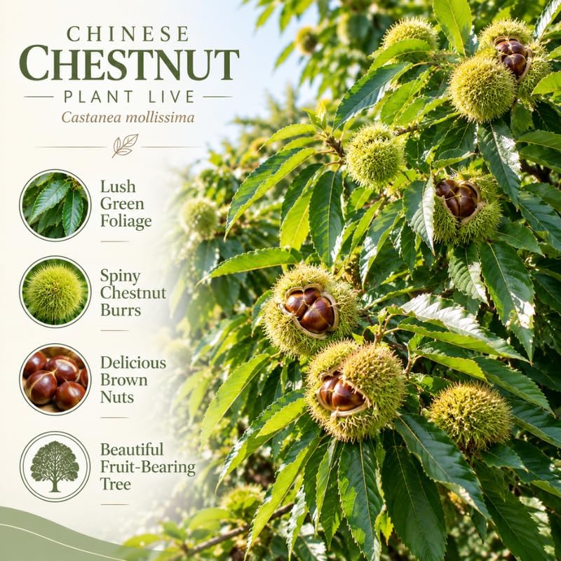 2 Chestnut Tree Live Plant, 4" Pot, 6-12" Tall, Cold-Hardy Potted Plant, Low Maintenance Nut-Bearing Shade Tree for Home Garden - Image 4