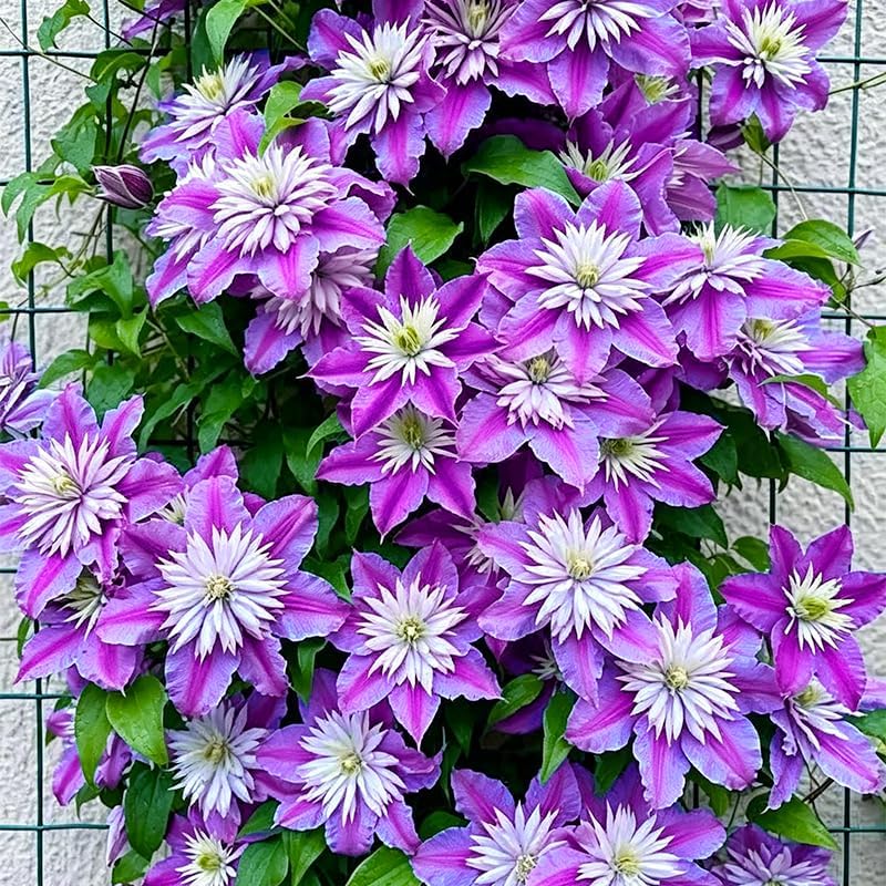 190+ Perennial Mix Clematis Seeds for Planting - Non-GMO Heirloom Seeds,Climbing Vines,Attracts Pollinators, Cold Hardy - Image 4