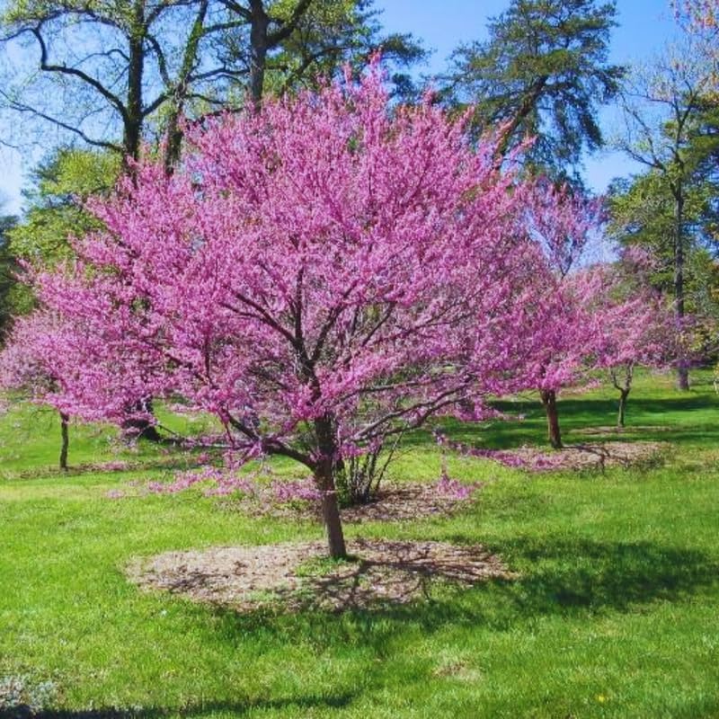 Purple Redbud Live Plant, Ornamental Tree, 2-3 Ft Tall - Image 5