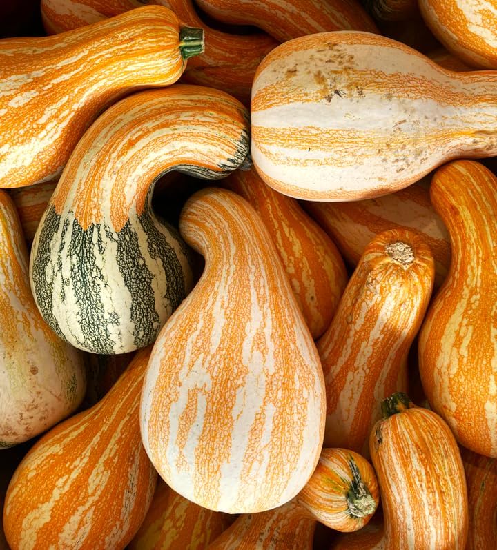 Orange Striped Cushaw Seeds - 20+ Count - for 2026 Planting Southern Kershaw Pumpkin Tennessee Sweet Potato Squash Gourd Silver Garden Vegetable Grow Your Own Home Farm Patio Healthy - Image 3