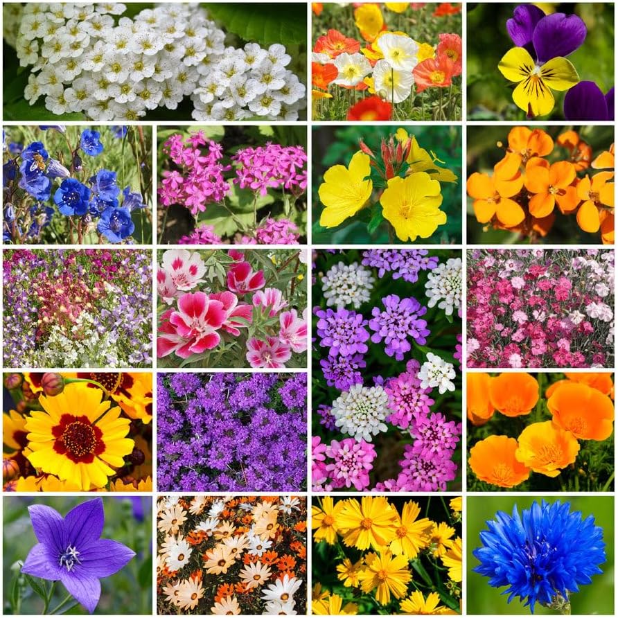 Park Seed Perennial Wildflower Garden Seeds - Low Growing Mix, 1/4 lb by ParkSeed