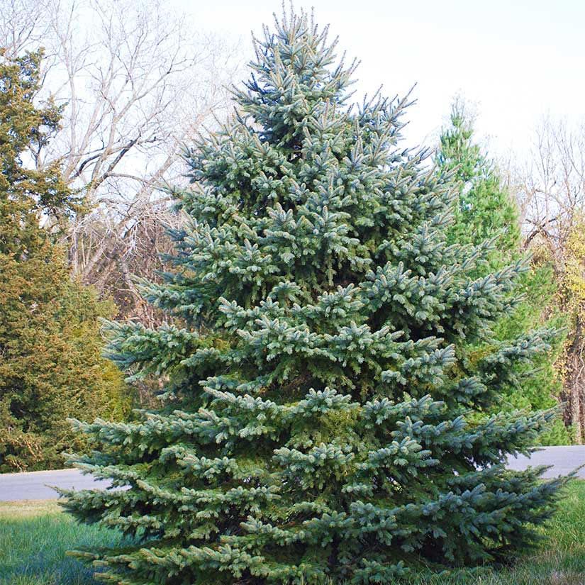 Colorado Blue Spruce Jumbo Tree Plug Seedlings | 12"-18" | Arbor Day Foundation (3-Pack) - Image 3