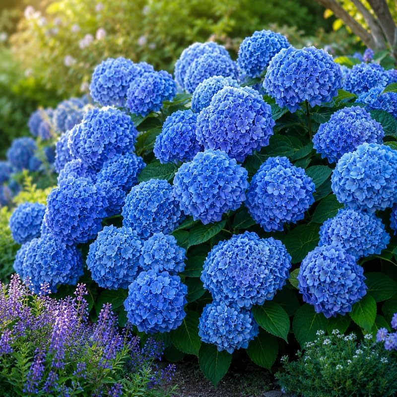 2 Nikko Blue Hydrangea Tree Live Plant, 2.5" Pot, Eye Catching Hydrangea Plant Live, Cold Hardy Perennial Flowering Shrub, for Gardens & Yard Borders - Image 2