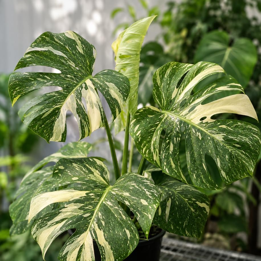 Variegated Monstera Live Plant, 4-7 Inches Tall, Philodendron Tropical Climbing Starter Houseplant for Indoor Pots, Shelves and Home Decor - Image 6
