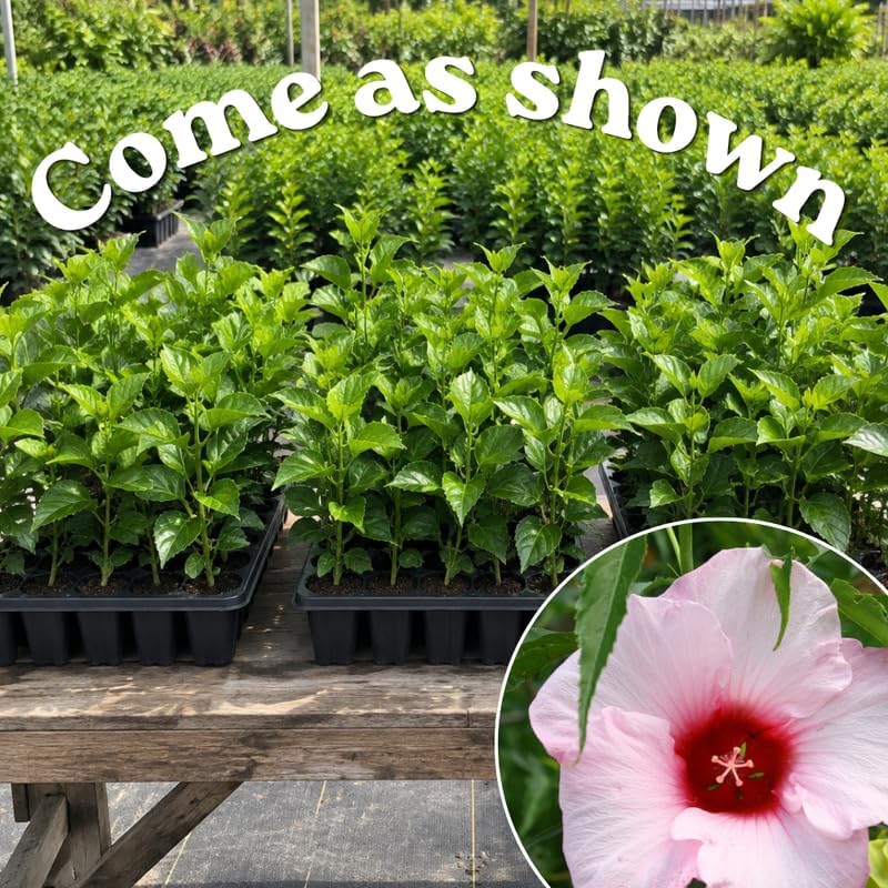 3 Hardy Hibiscus Live Plants, Flowering Shrub, Pink Blooms, 4-7" - Image 3