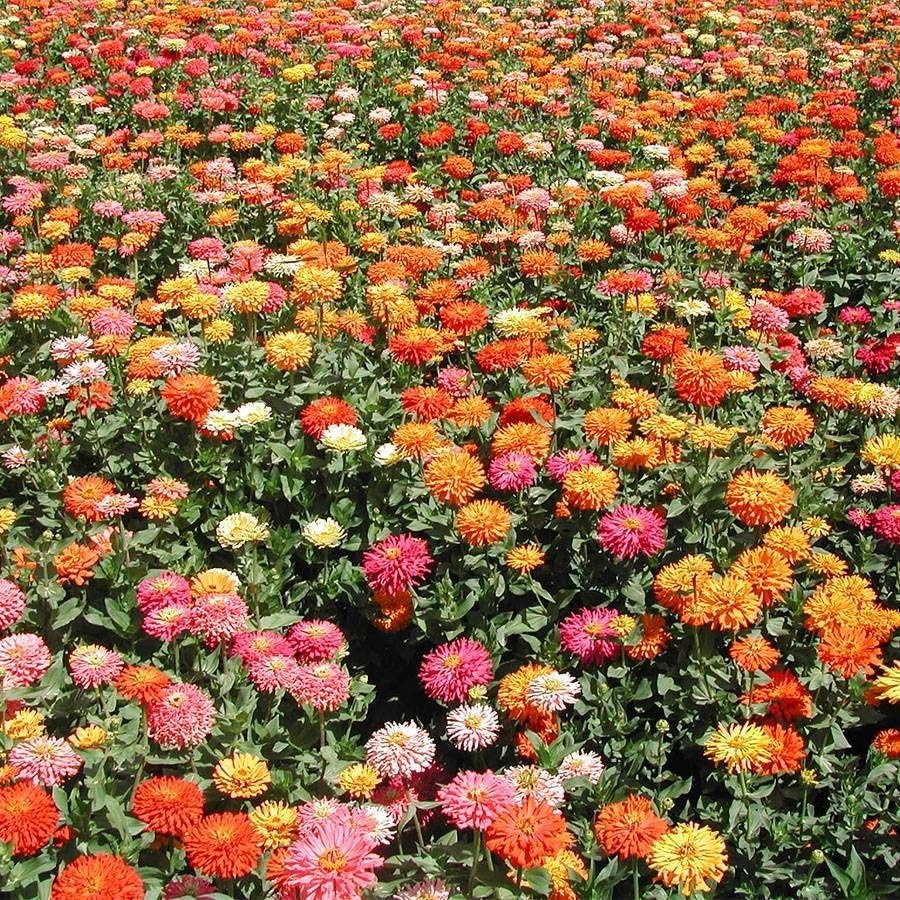Park Seed Effortless Collection Seed Tape – Giant Cactus Zinnia Mix, 15 Ft - Image 4