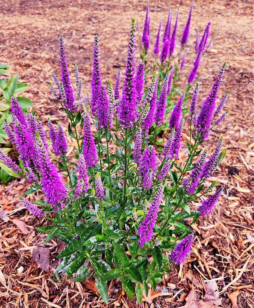 Greenwood Nursery: Live Perennial Plants - 'Very Van Gogh' Spiked Speedwell + Veronica Spicata - [Qty: 1x Pint Pot] - (Click for Other Available Plants/Quantities) by GreenwoodNursery