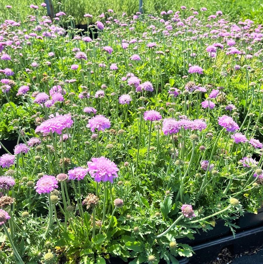 Pink Mist Pincushion Plants, 4-8 Inches Tall, Set of 4 - Image 2