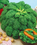300+ Seeds Bush Kale Giant Cabbage - Vegetable Green by SeedsUP