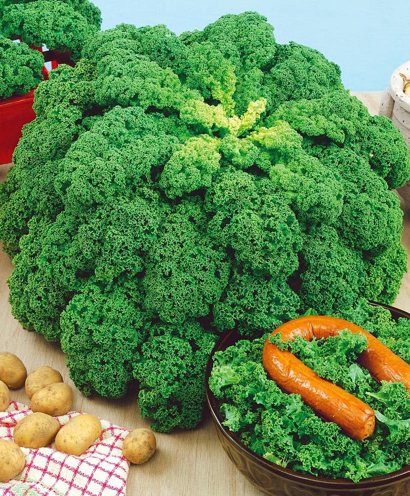 300+ Seeds Bush Kale Giant Cabbage - Vegetable Green by SeedsUP