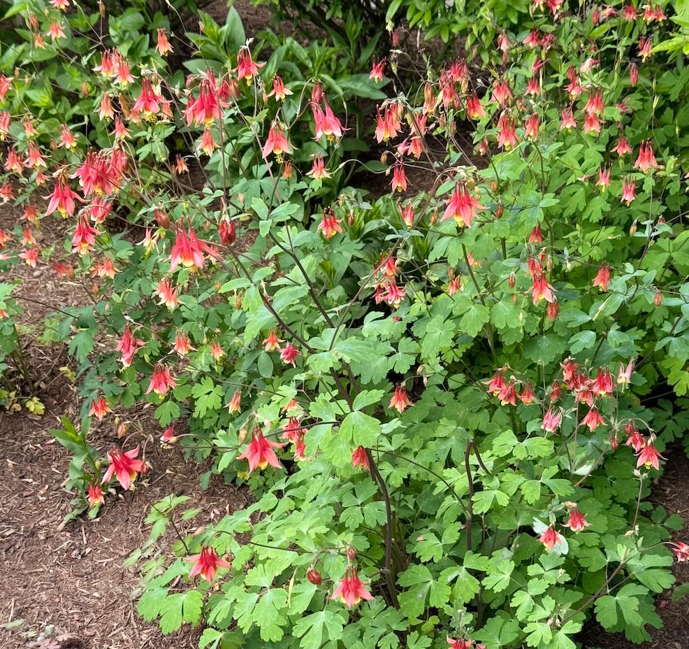 32 Live Wild Columbine Plants (Aquilegia Canadensis) – Native Perennials from My Home Park in 4” Pots – Not Seeds – 4–8” Tall on Arrival - Supports Pollinators & Hummingbirds – Zones 4–8 by MyHomePark