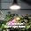 2 Pack LED Grow Light Bulb, BR30 Grow Light Bulbs, Full Spectrum - Image 7