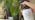 Plant Spray for Insects & Getting Rid of Gnats (16oz) - Image 7